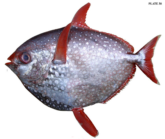 Lampris guttatus_02.jpg